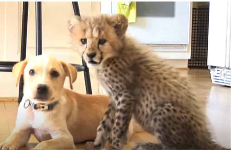 kumbali kago migliori amici