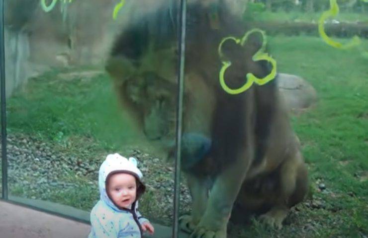 leone bimba osserva zoo