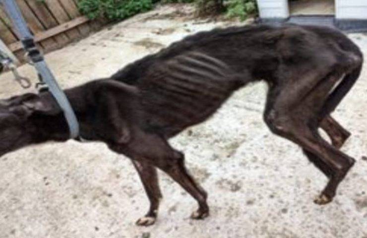 L'orrenda vicenda di una allevatrice di levrieri