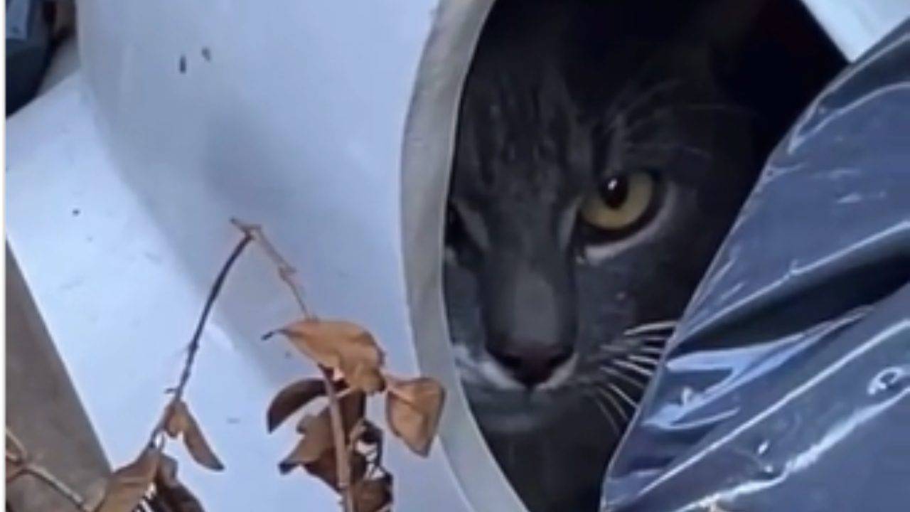 Intimorito per muoversi, gatto si nasconde nel water rotto tra la ...