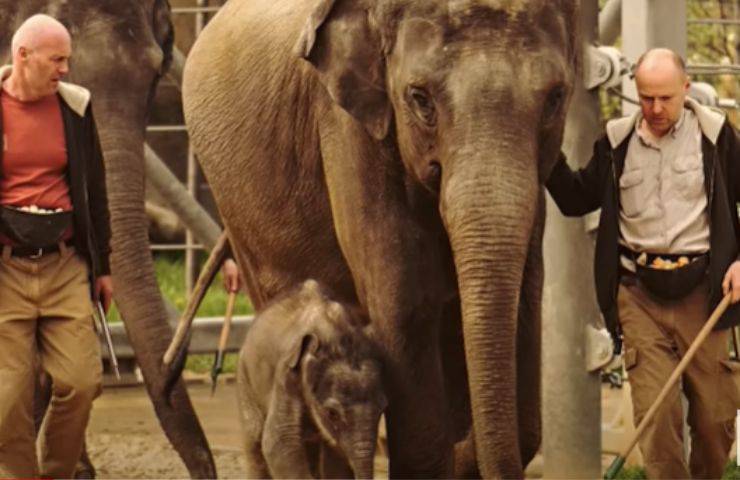 cucciolo elefante mamma aiutato