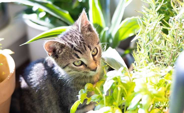 gato entre las plantas 