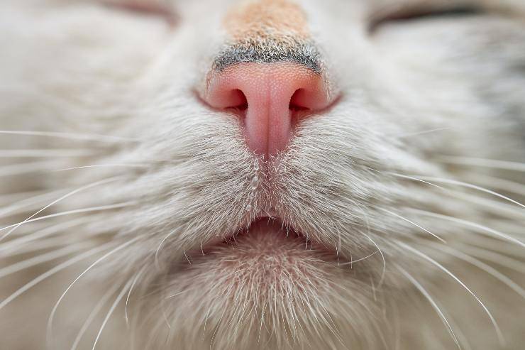naso e bocca del gatto 
