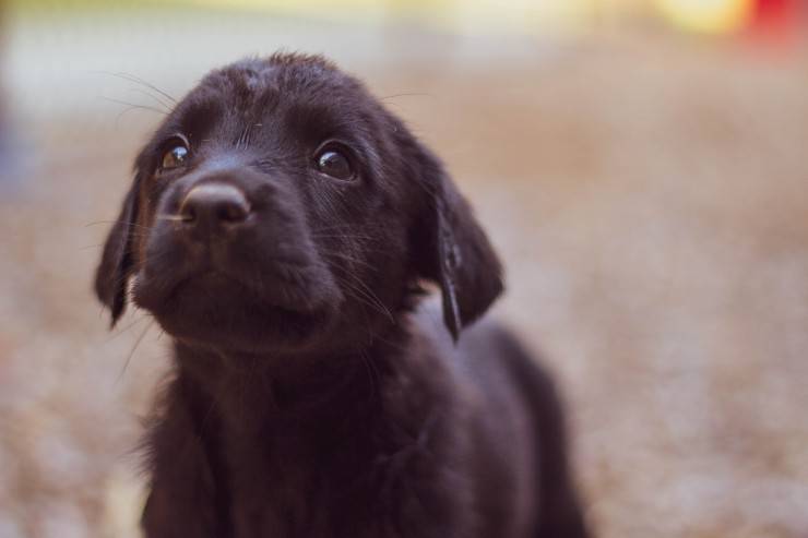 Il maltrattamento nel cane