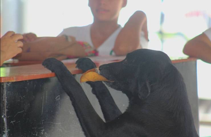 negro cane labrador biscotto