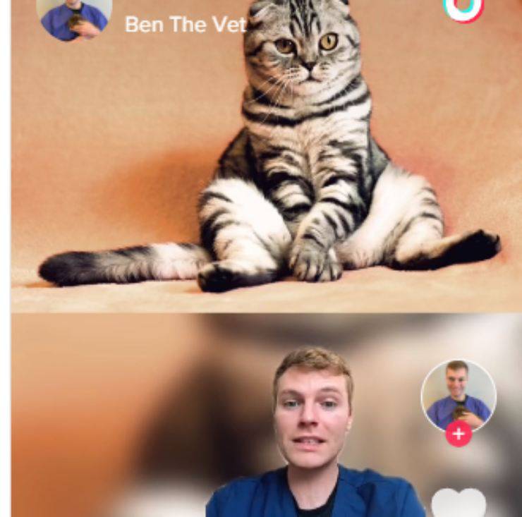 non adottare gatto veterinario