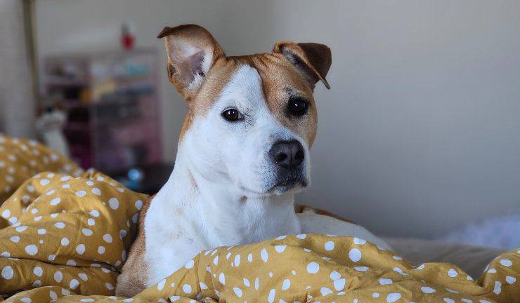 Cane con orecchio alzato 