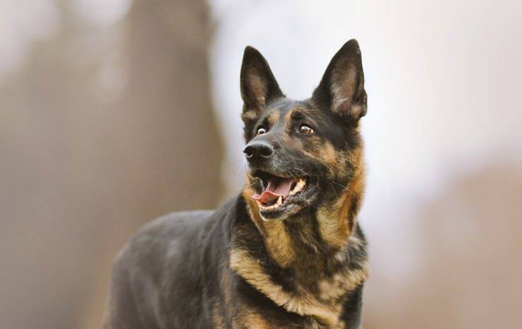 pastore tedesco attento 