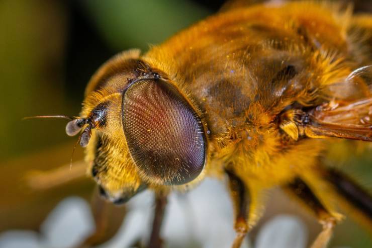 Prevenzione contro le api