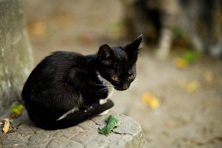 Il felino vuole restare solo