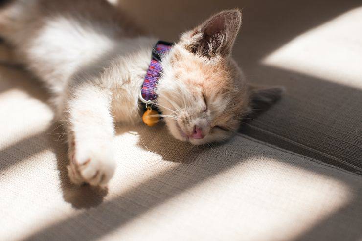 Gatto e il dormire al sole