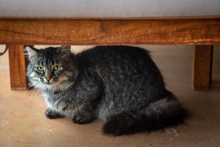 Gatto e gli spazi piccoli