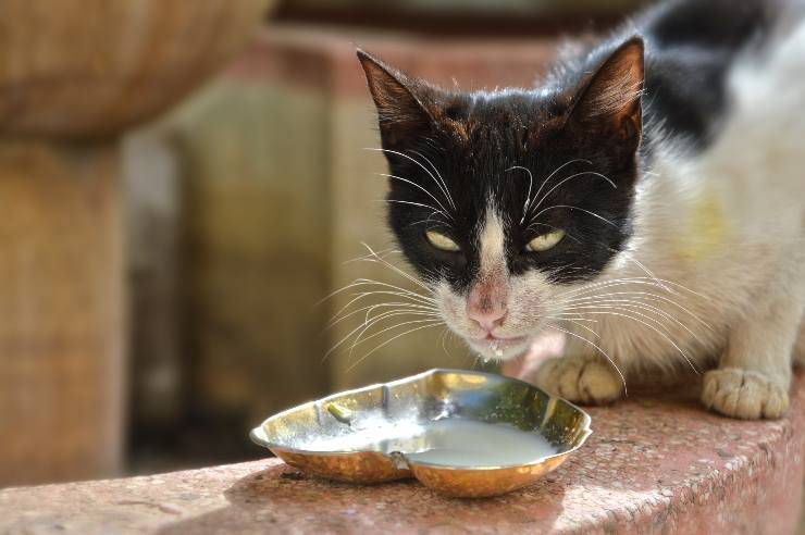 Pet non vuole mangiare in estate