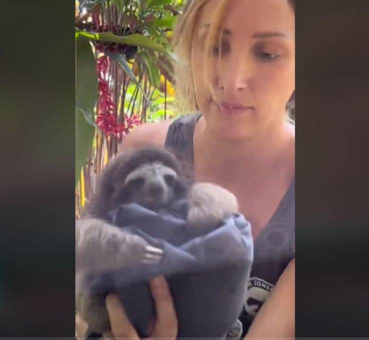 piccolo bradipo caduto albero