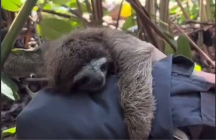 piccolo bradipo salvataggio caduto