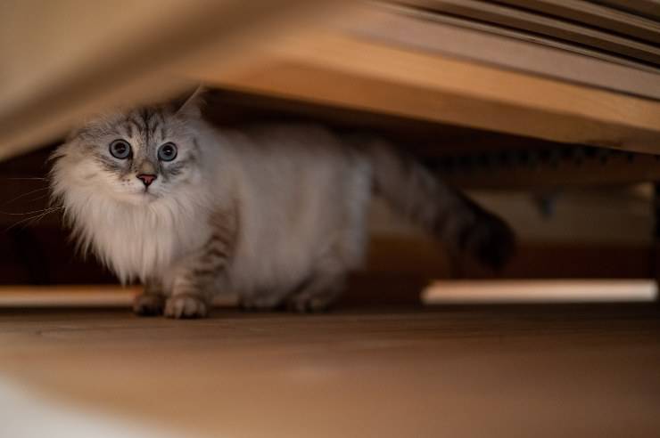 Il felino adora gli spazi piccoli