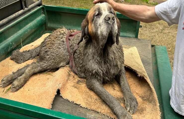L'addio al celibato si trasforma in un salvataggio disperato