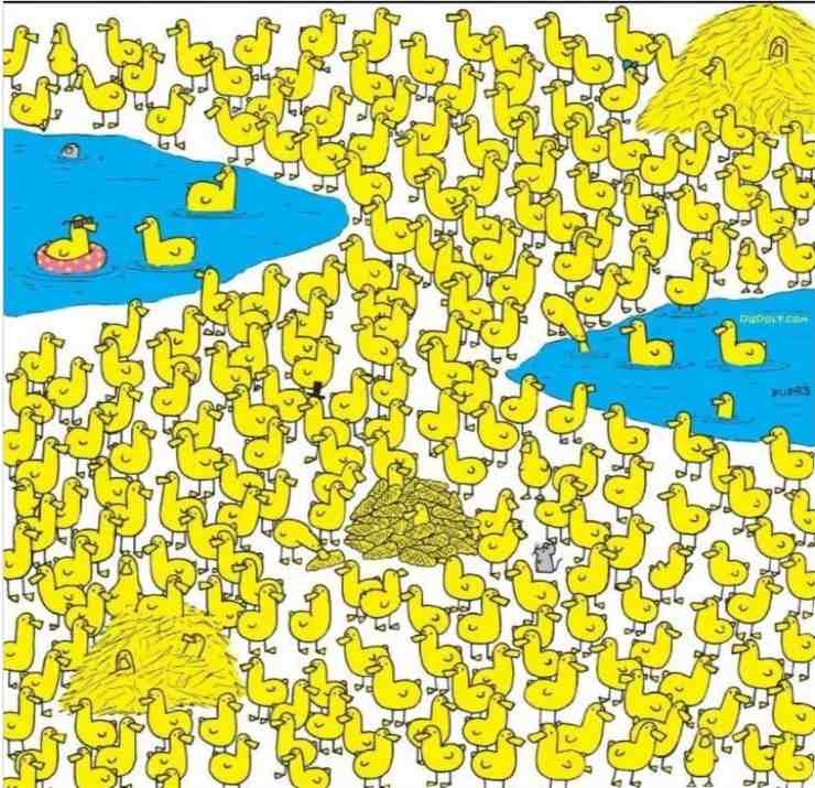 test del pulcino tra gli anatroccoli