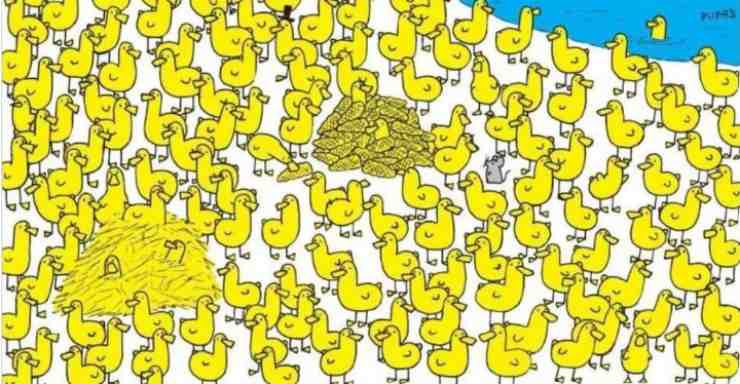 test trova il pulcino tra le anatre 