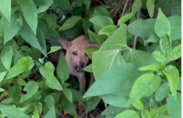 cucciolo abbandonato due cagnolini
