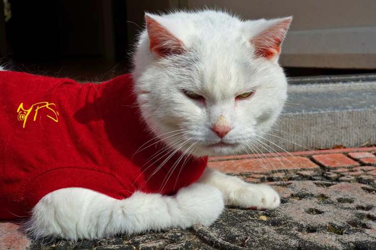 gatto vestito 