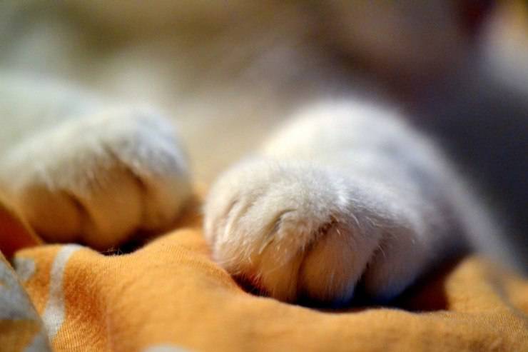 zampe gatto 