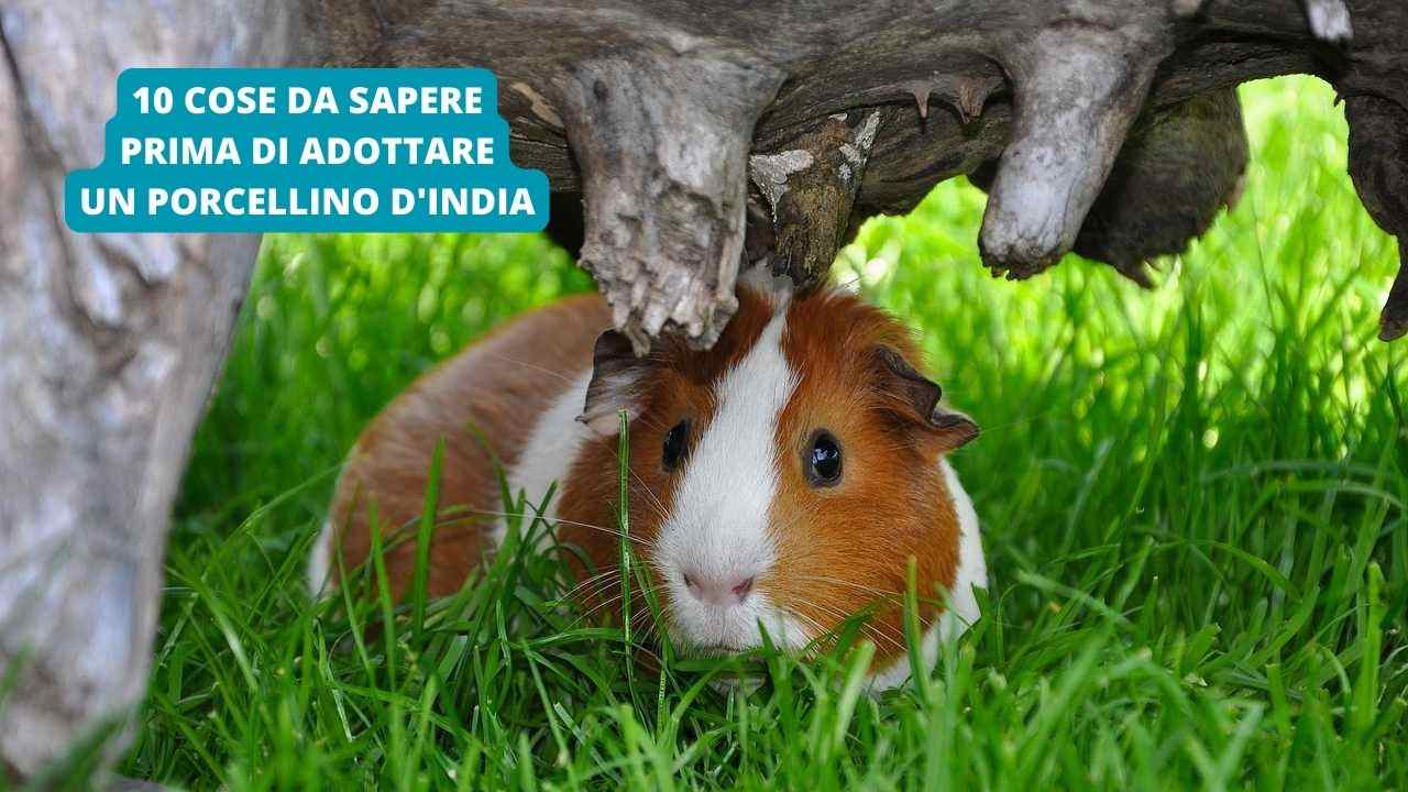 Bunny House – Habitat Di Paglia 25 X 25 Cm, Rifugio Intrecciato