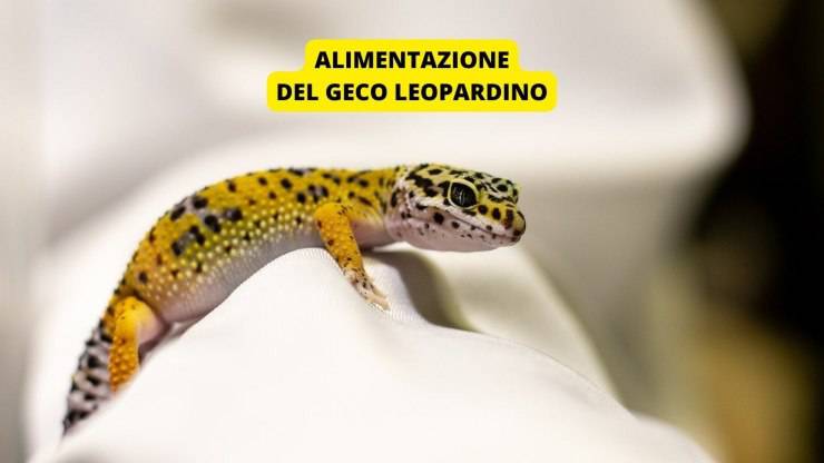 geco leopardino 