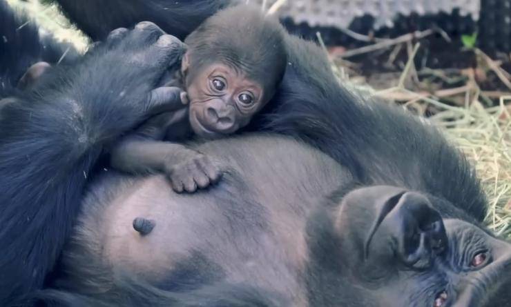 nacimiento de gemelos gorilas