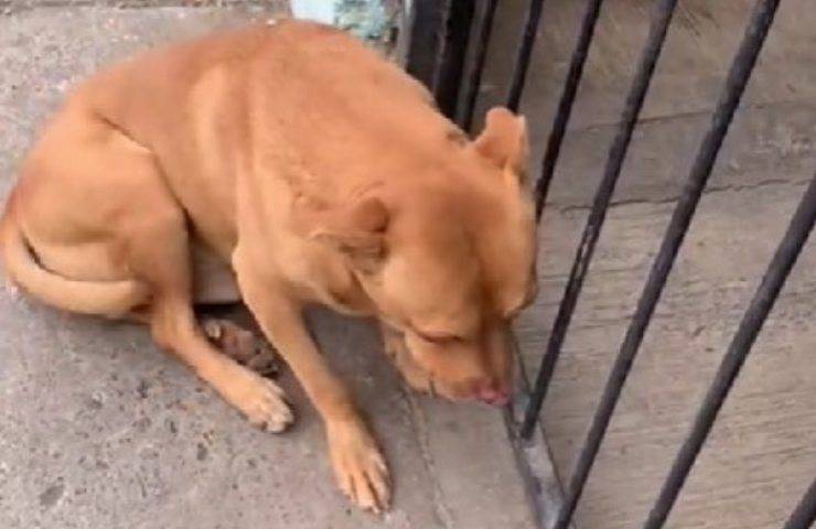 cane rimane fuori tutta la notte