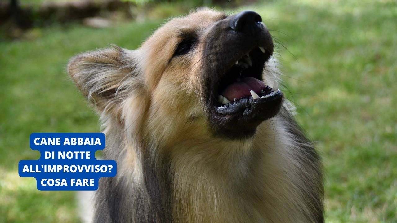 Il cane abbaia di notte all'improvviso? Perché lo fa e come farlo smettere