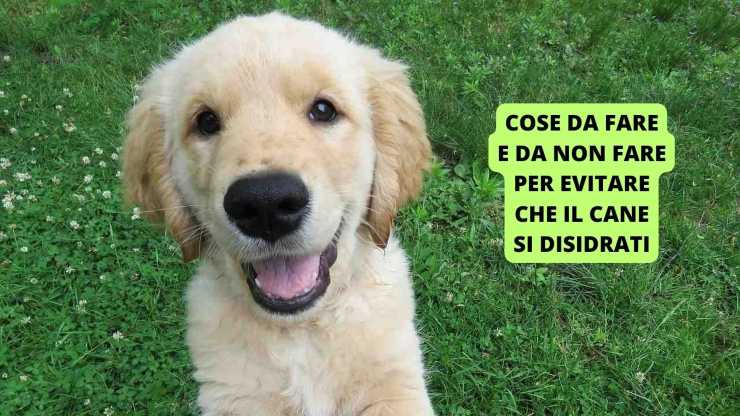 cucciolo di Golden Retriever 