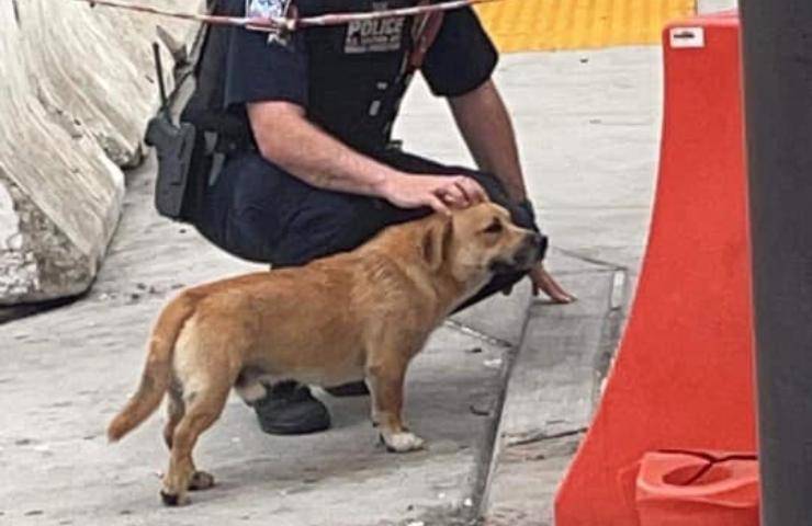 cane si fa accarezzare da poliziotto