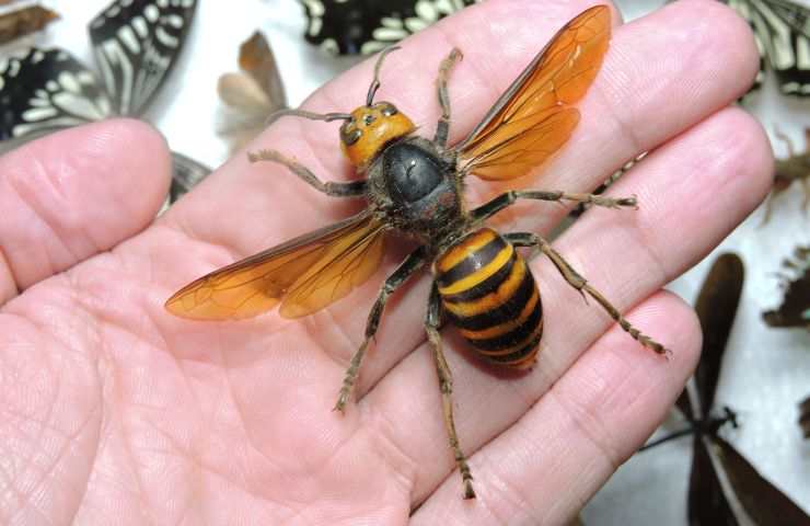 Calabrone asiatico