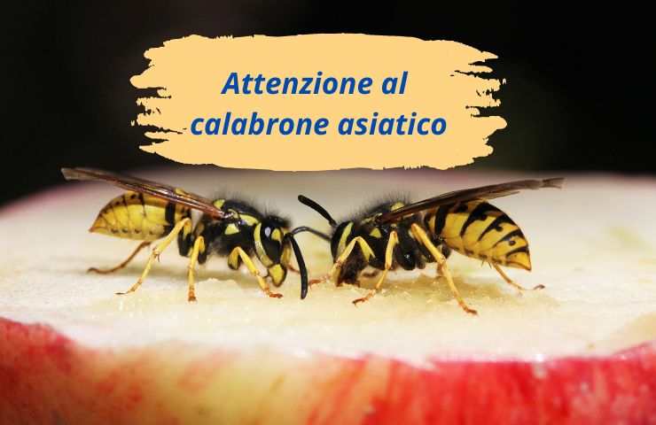 Calabrone killer