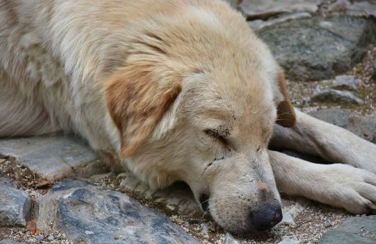 cane accaldato torride temperature 