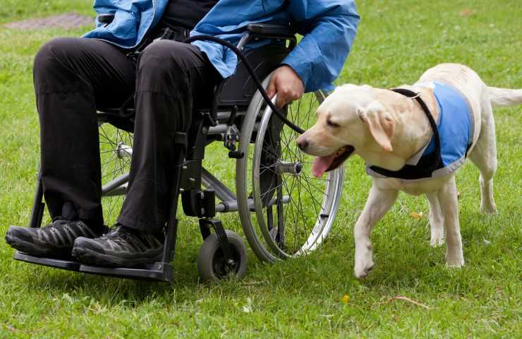 Cane accanto a persona con disabilità fisica