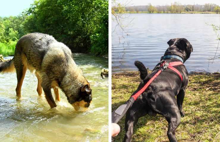 Cane al fiume e cane al lago