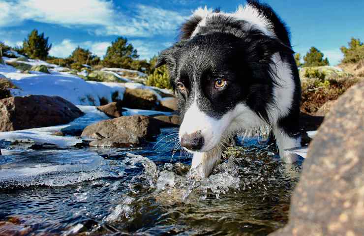 Cane al fiume