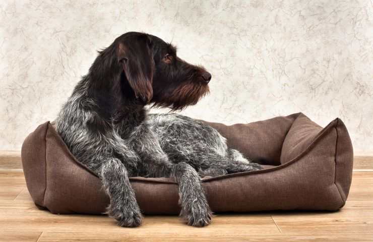 Cane anziano nella cuccia