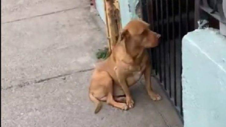 cane sta fuori tutta la notte