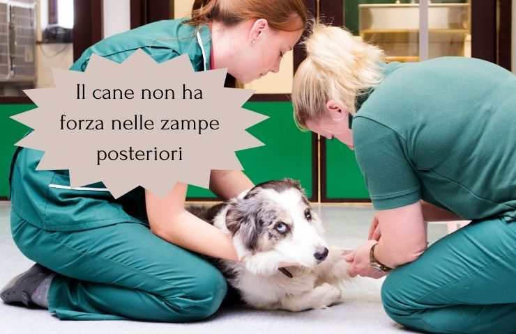 Cane con problemi a camminare