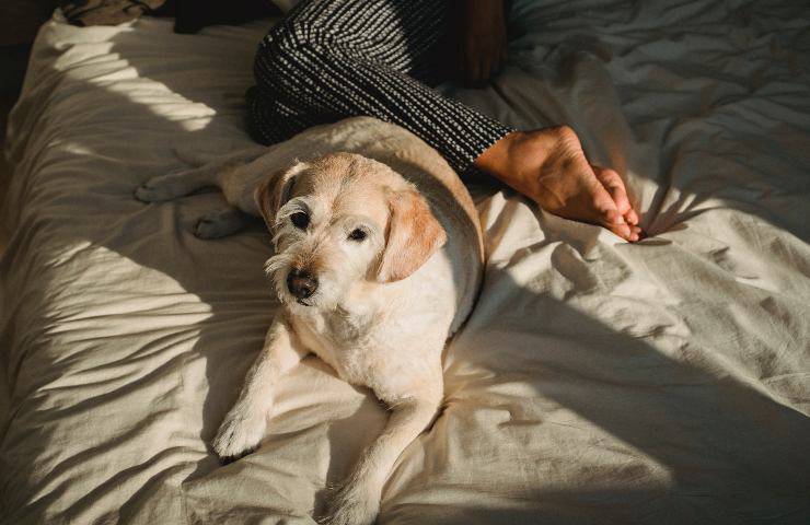 Cane controlla l'ambiente