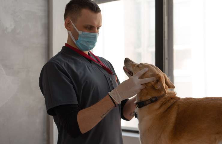 perro en el veterinario 