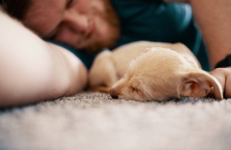 Cane dorme con uomo