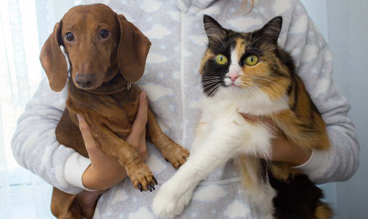 Cane e gatto in braccio