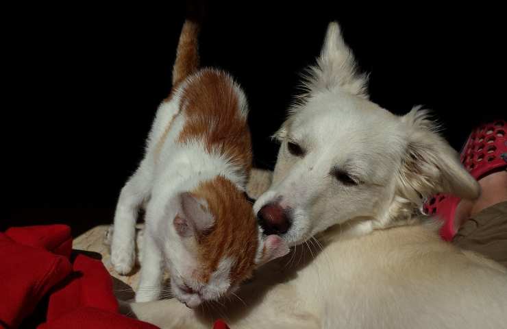 Cane e gatto insieme