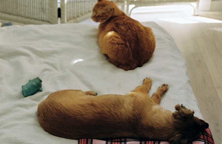 Cane e gatto sul letto