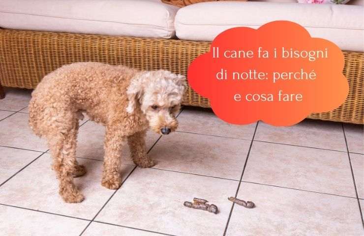 Cane fa cacca di notte