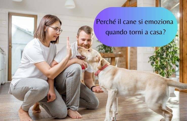 Cane felice con i suoi umani